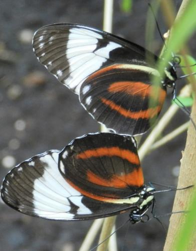 Réf. 232 943 : Heliconius cydno